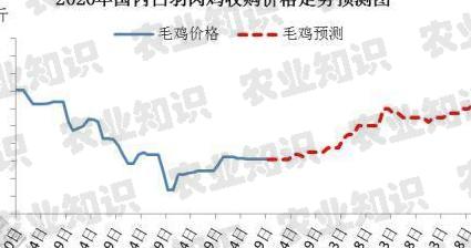 今日肉鸡价格动态分析与市场趋势