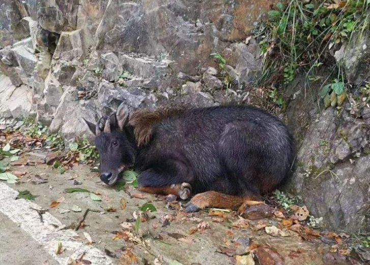 秋叶飘零 第5页