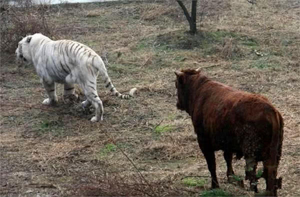 初生牛犊不怕虎最佳生肖,专业解答实行问题_轻量版80.105