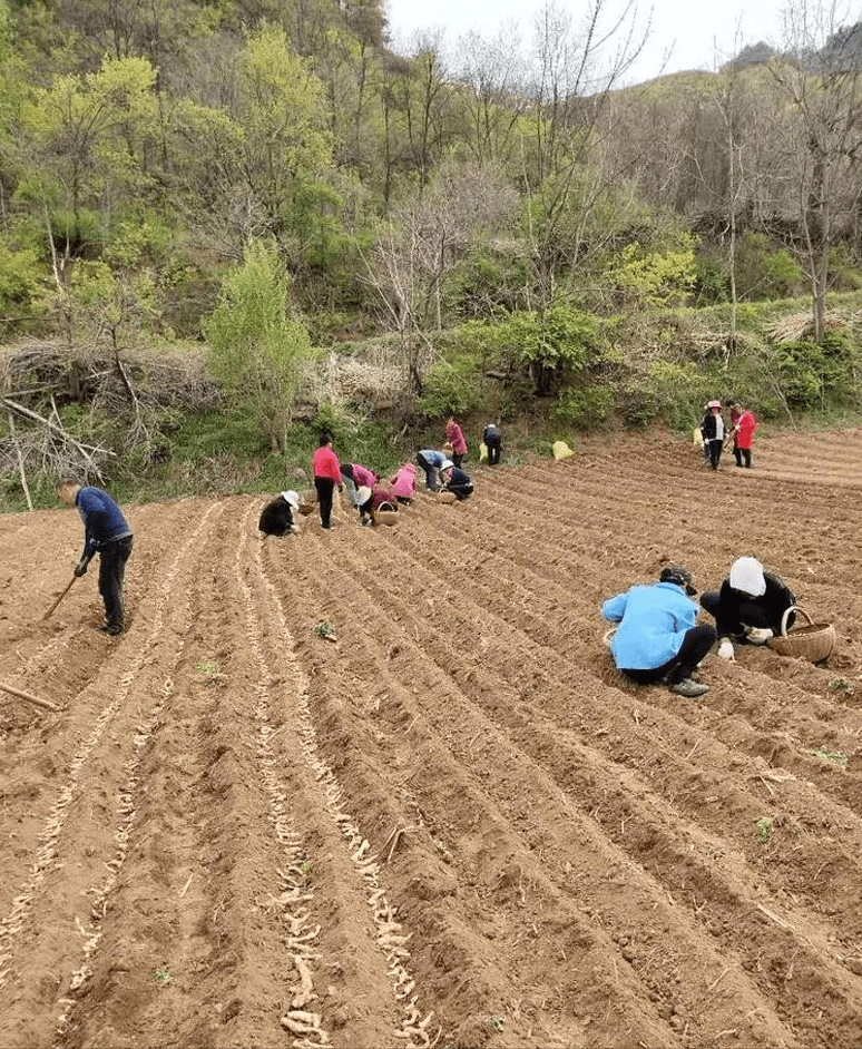 辉县市农业农村局新项目推动农业现代化助力乡村振兴发展