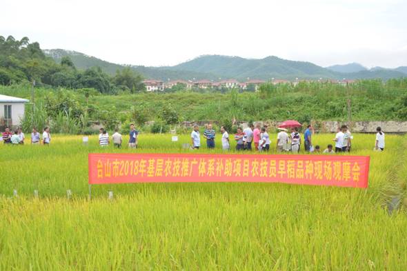 新和县农业农村局推动农业现代化项目，助力乡村振兴取得显著成效