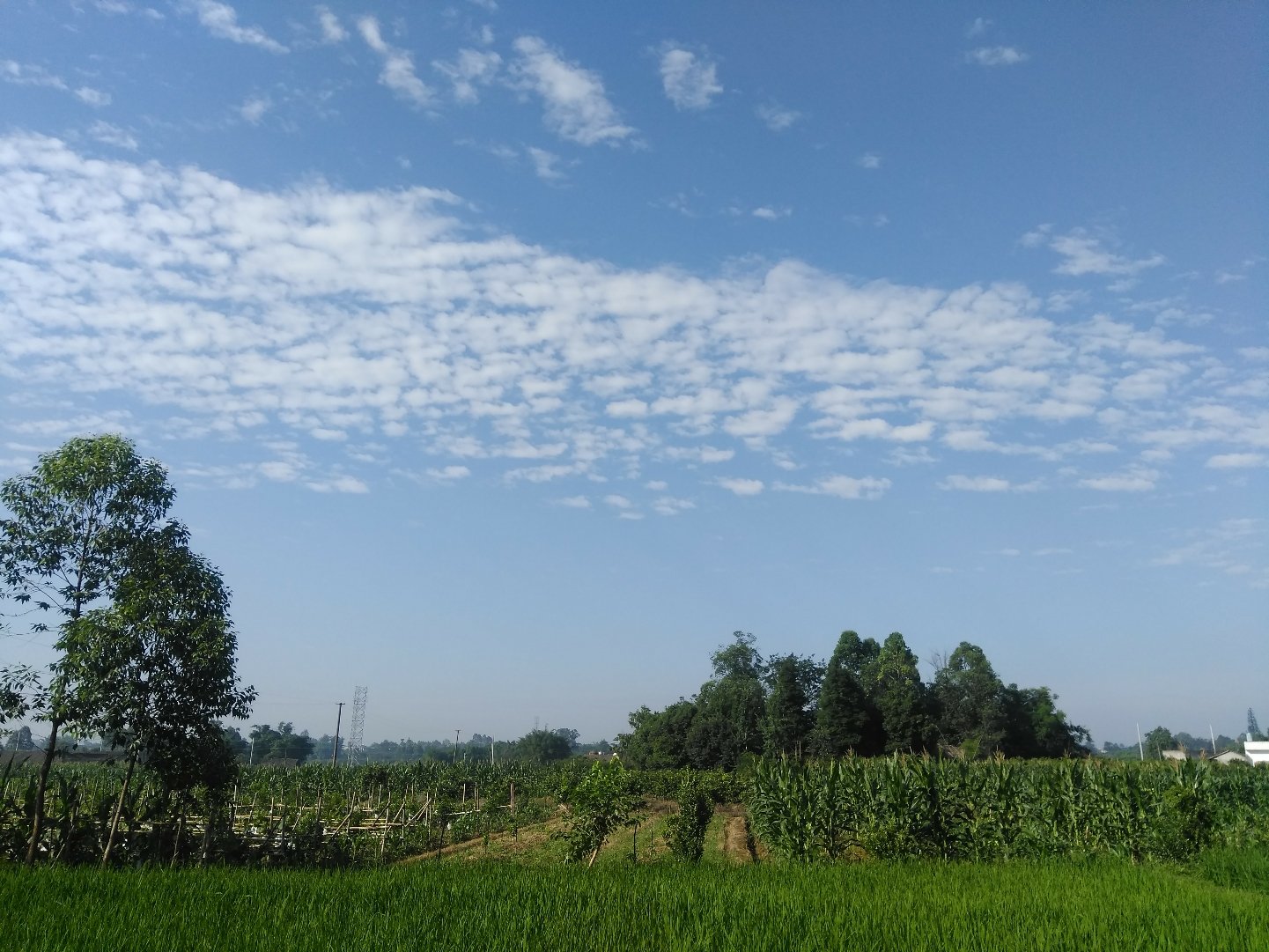 金鳌村天气预报更新通知