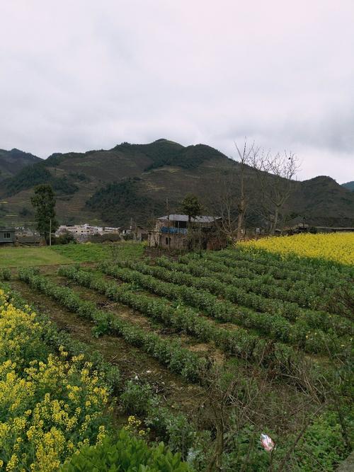 高田乡天气预报更新通知