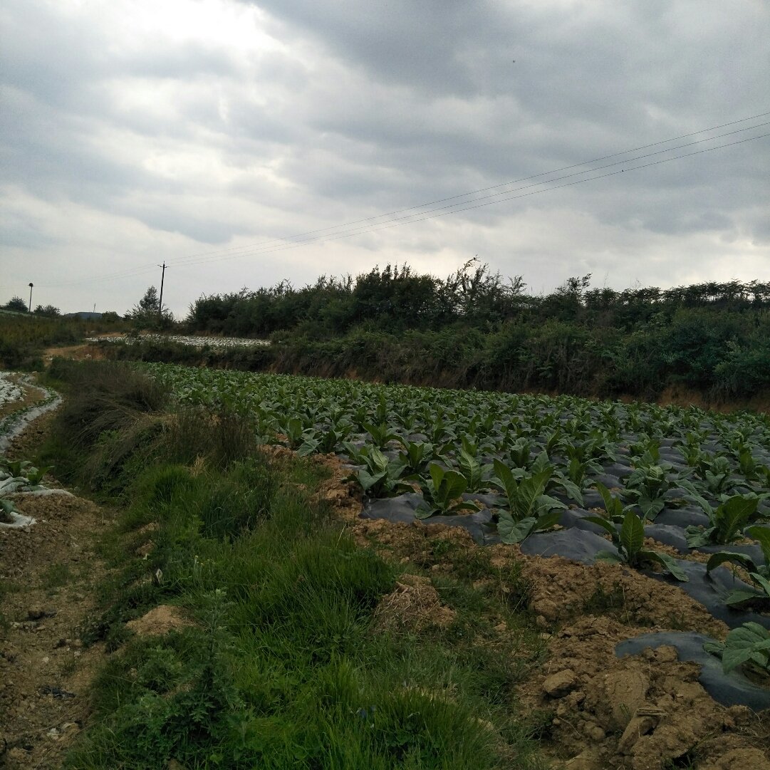 洋青镇天气预报更新通知