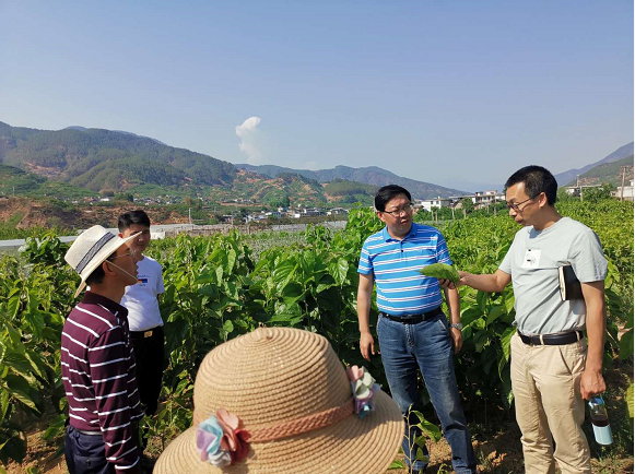 凤庆县农业农村局新项目推动农业现代化助力乡村振兴